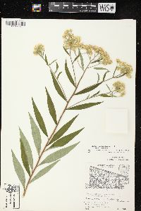 Doellingeria umbellata var. pubens image