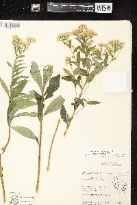 Doellingeria umbellata var. umbellata image