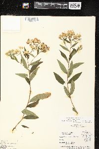 Doellingeria umbellata var. umbellata image