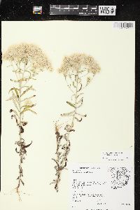 Pseudognaphalium obtusifolium subsp. obtusifolium image