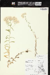 Pseudognaphalium obtusifolium subsp. obtusifolium image