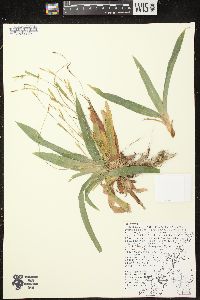 Carex platyphylla image