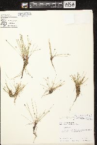 Eleocharis flavescens image