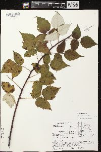 Rubus occidentalis image