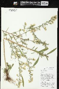 Symphyotrichum pilosum var. pilosum image