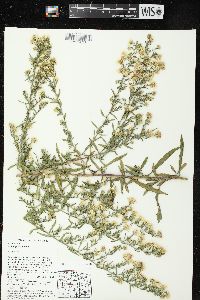 Symphyotrichum pilosum var. pilosum image