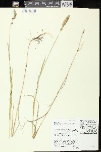 Muhlenbergia glomerata image