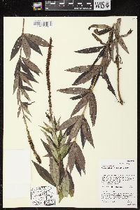 Veronicastrum virginicum image