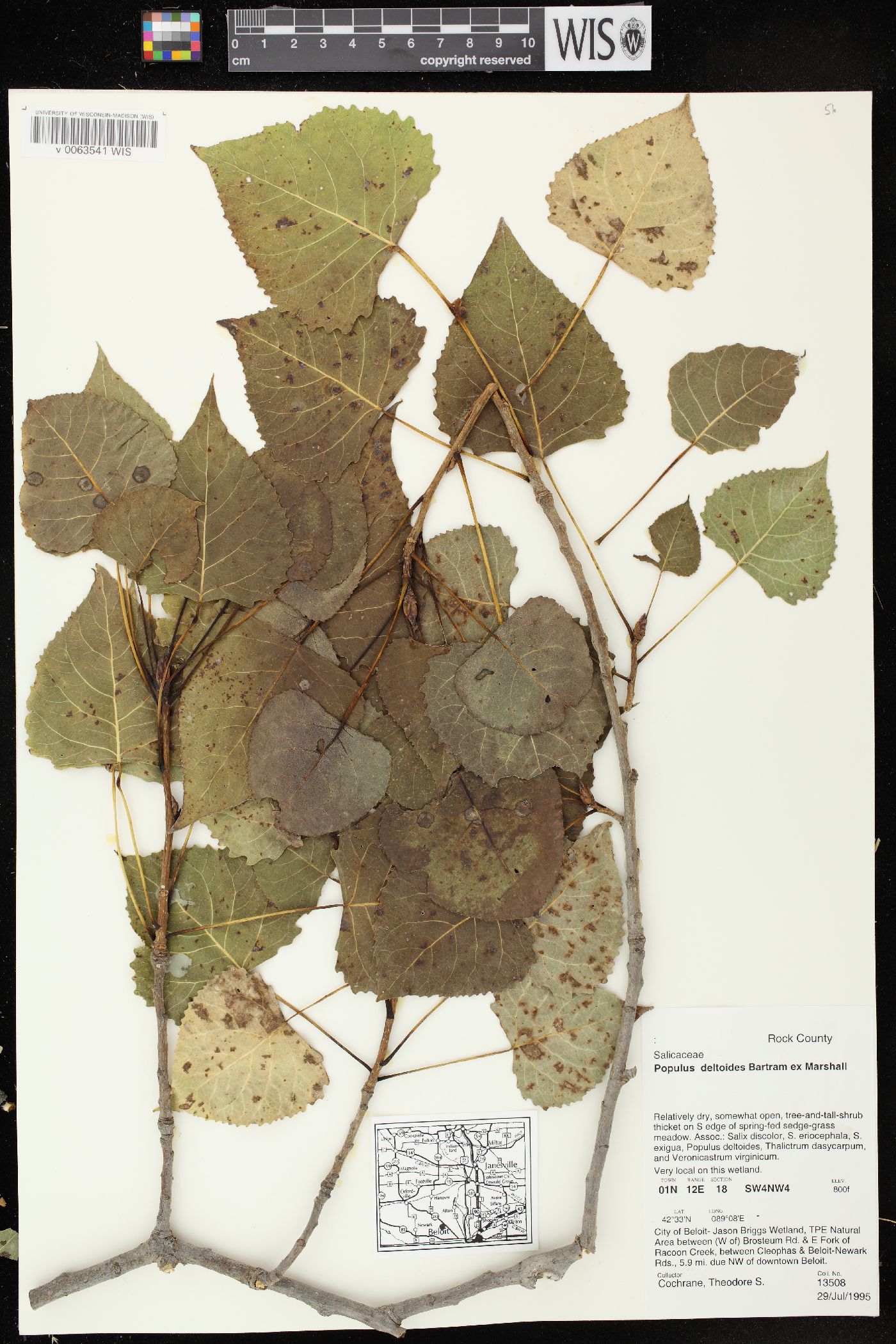 Populus deltoides subsp. monilifera image