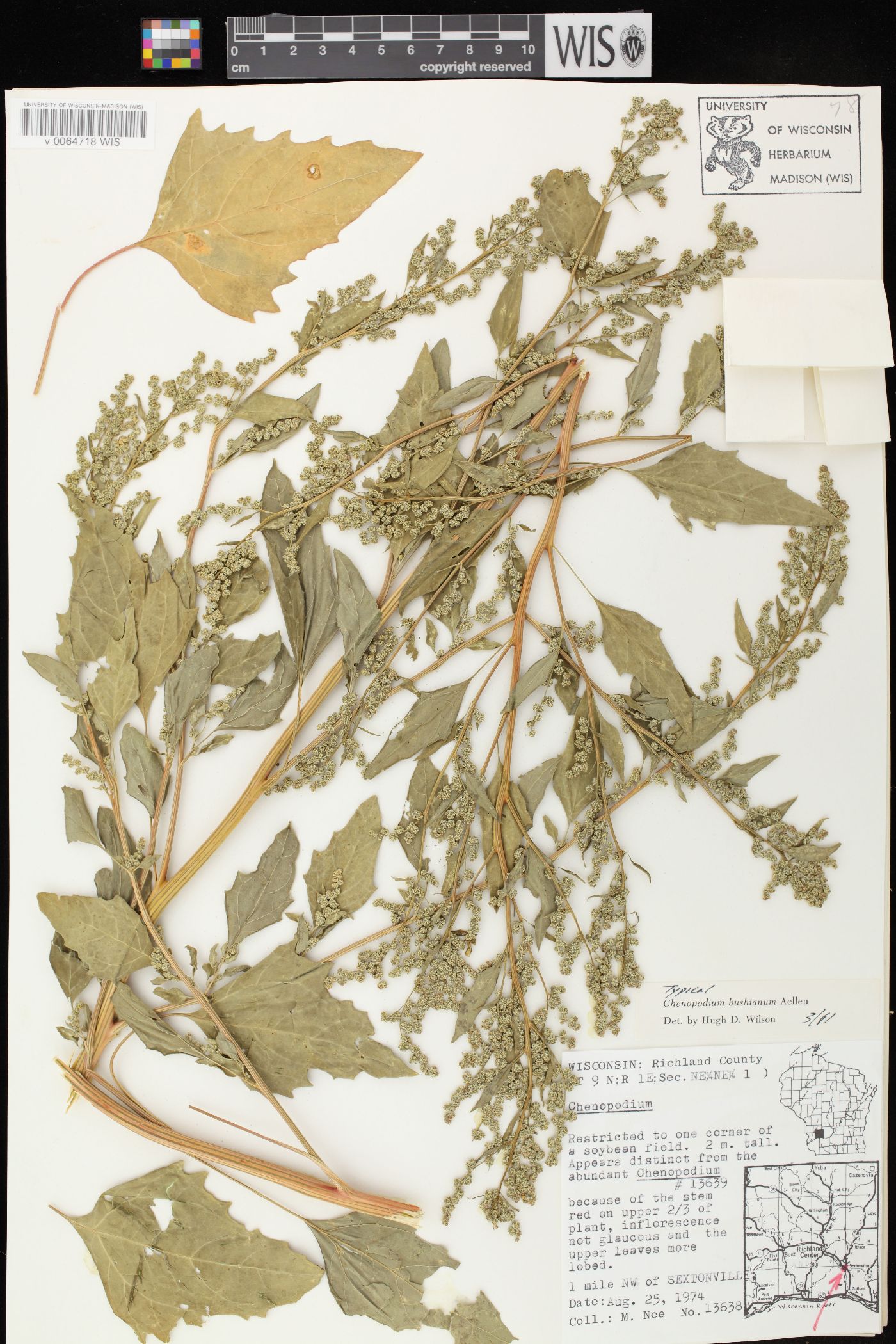 Chenopodium berlandieri var. bushianum image