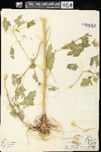 Chenopodium berlandieri var. bushianum image