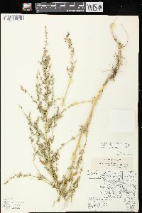 Chenopodium berlandieri image