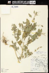 Chenopodium berlandieri var. zschackei image
