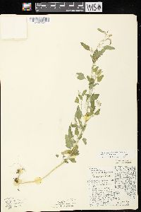 Chenopodium berlandieri image