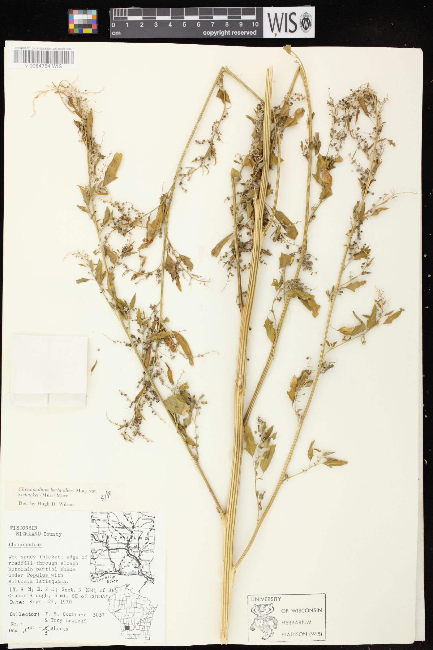 Chenopodium berlandieri var. zschackei image