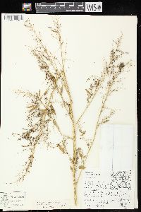 Chenopodium berlandieri var. zschackei image