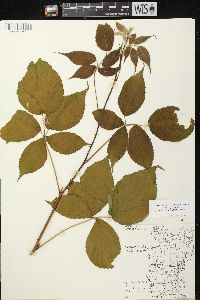 Rubus allegheniensis var. allegheniensis image