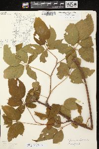 Rubus allegheniensis var. allegheniensis image