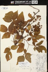 Rubus allegheniensis var. allegheniensis image