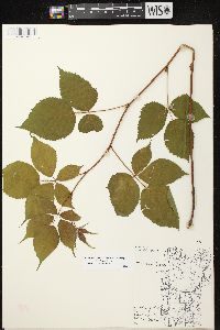 Rubus allegheniensis var. allegheniensis image