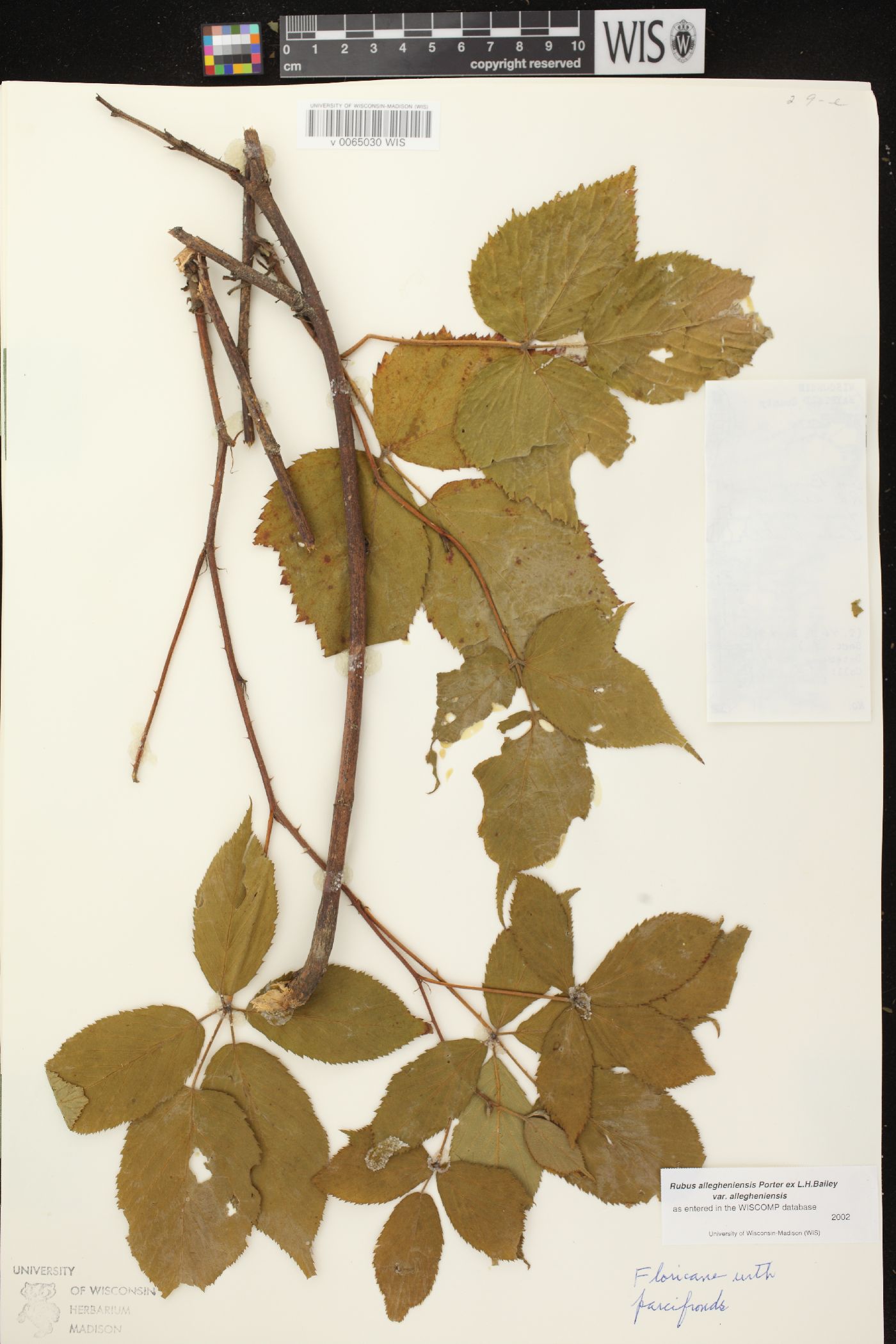 Rubus allegheniensis var. allegheniensis image