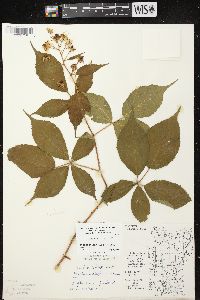 Rubus allegheniensis var. allegheniensis image