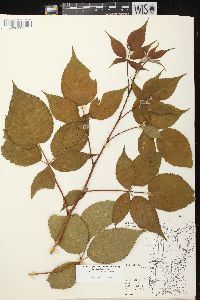 Rubus allegheniensis var. allegheniensis image