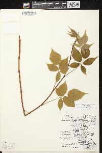 Rubus allegheniensis var. allegheniensis image