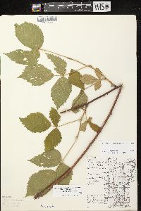 Rubus allegheniensis var. allegheniensis image