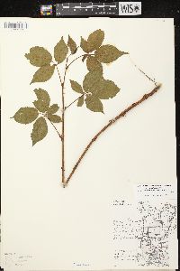 Rubus allegheniensis var. allegheniensis image