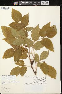 Rubus allegheniensis var. allegheniensis image