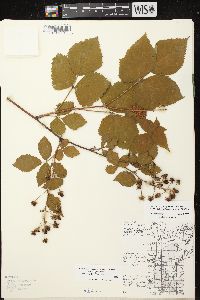 Rubus allegheniensis var. allegheniensis image