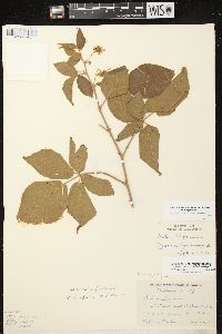 Rubus allegheniensis var. allegheniensis image