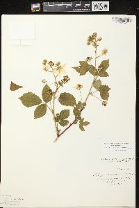 Rubus allegheniensis var. allegheniensis image