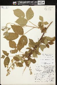 Rubus allegheniensis var. allegheniensis image