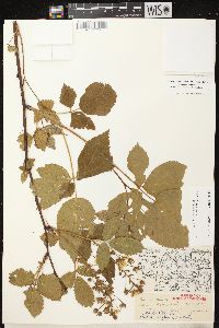 Rubus allegheniensis var. allegheniensis image