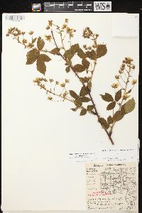 Rubus allegheniensis var. allegheniensis image