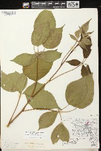 Rubus allegheniensis var. allegheniensis image