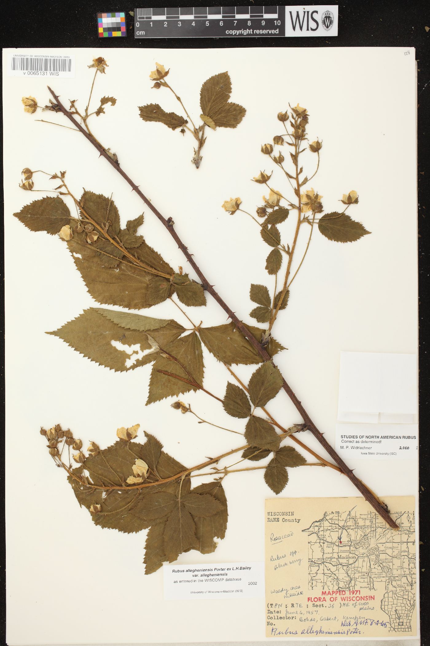 Rubus allegheniensis var. allegheniensis image