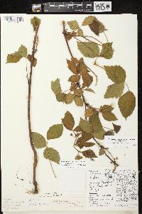 Rubus allegheniensis var. allegheniensis image