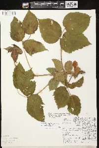 Rubus allegheniensis var. allegheniensis image