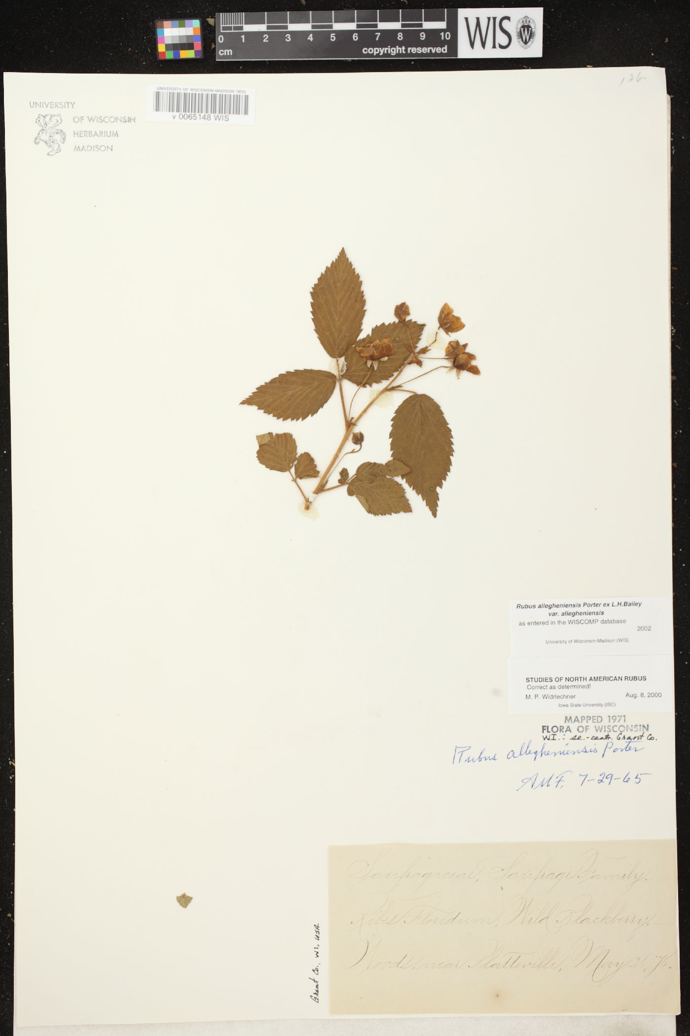 Rubus allegheniensis var. allegheniensis image
