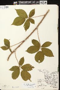 Rubus allegheniensis var. allegheniensis image