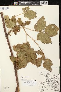 Rubus allegheniensis var. allegheniensis image