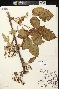 Rubus allegheniensis var. allegheniensis image