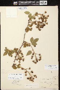 Rubus allegheniensis var. allegheniensis image