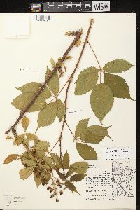 Rubus allegheniensis var. allegheniensis image