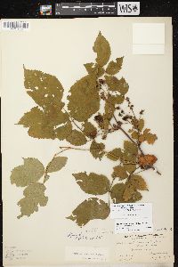 Rubus allegheniensis var. allegheniensis image