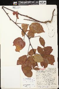 Rubus allegheniensis var. allegheniensis image