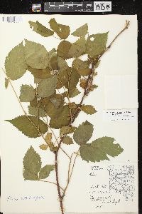 Rubus allegheniensis var. allegheniensis image